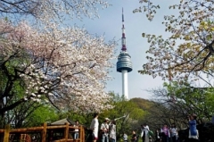 樱花—首尔的一道烂漫风景线